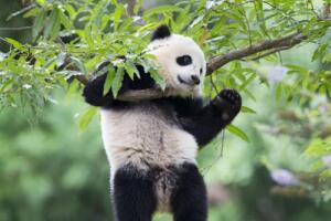 大熊猫生活在什么地方，海拔2600-3500的竹林(国家一级保护动物)
