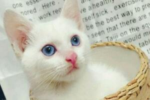 蓝眼白猫是什么品种，是蓝眼睛白毛猫的统称(没有具体品种)