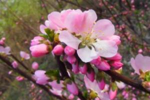桃花什么时候开，每年3~6月份是桃花盛开的时节(养护技巧)