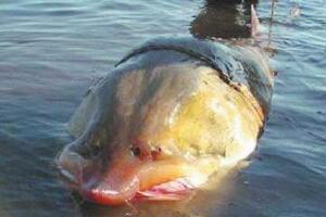 我国最大的淡水鱼，达氏鳇鱼长5米重1吨(仅在黑龙江分布)