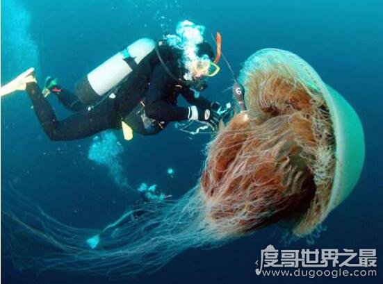 【世界上最大的水母，越前水母直径可长3米/重440斤(可以食用)】图4
