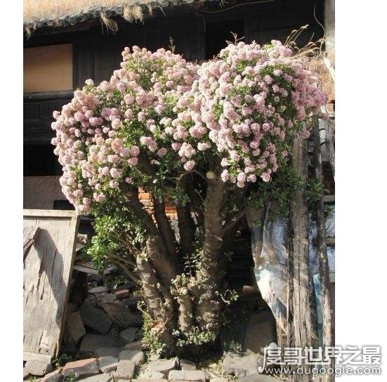 中国最大的玉树王 目测高度超过两米(满树花的样子超美)