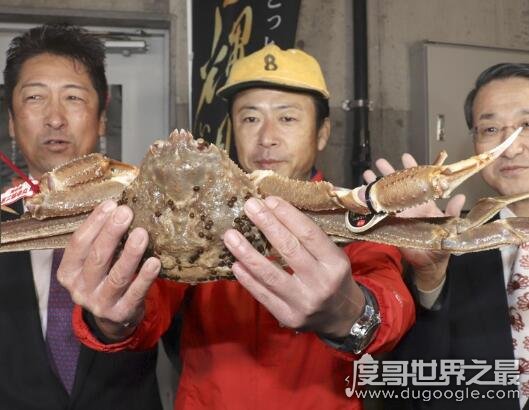 【世界上最贵的螃蟹 日本螃蟹拍出500万天价(打破吉尼斯)_商业之最_世界之最 - 1316世界之最】图1