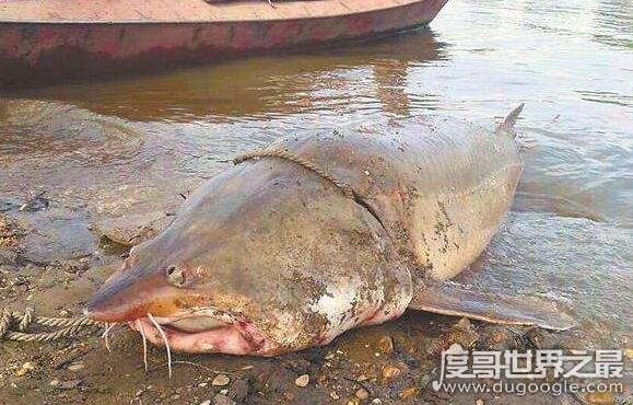 我国最大的淡水鱼 达氏鳇鱼长5米重1吨(仅在黑龙江分布)