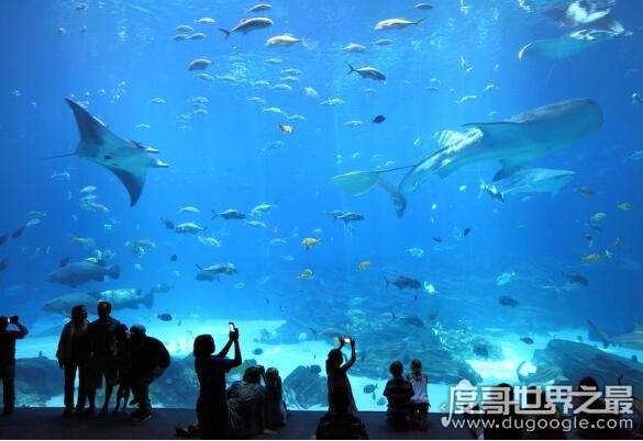 世界上最大的水族馆，乔治亚水族馆(全球最大水族馆排名)