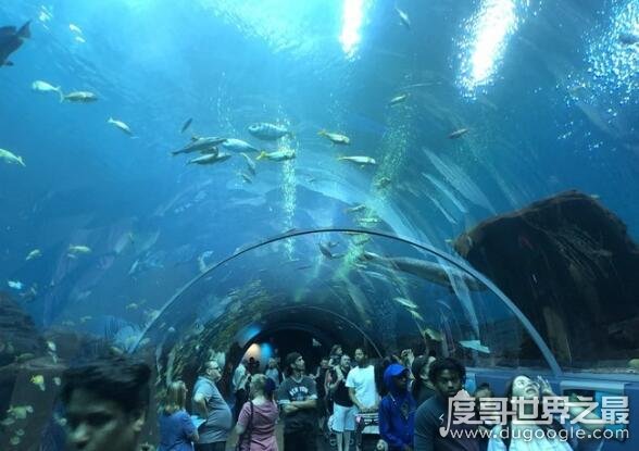 世界上最大的水族馆，乔治亚水族馆(全球最大水族馆排名)