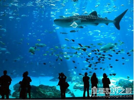 世界上最大的水族馆，乔治亚水族馆(全球最大水族馆排名)