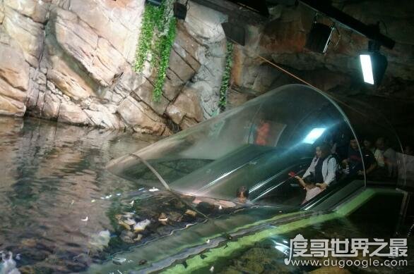 世界上最大的水族馆，乔治亚水族馆(全球最大水族馆排名)