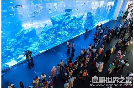 世界上最大的水族馆，乔治亚水族馆(全球最大水族馆排名)