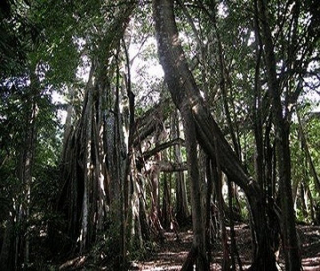中国最粗最大的树 亚洲“榕王”独木成林（中国第一大树）