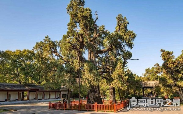 中国现存最古老的树 与古中国一同产生（树龄5000余年）