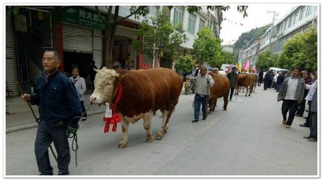 中国最大的2吨牛 身长2.6米体重仍在继续增长（年仅四岁）